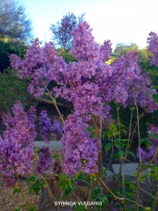 Syringa vulgaris